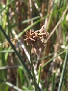 Schoenoplectus spp.